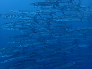 マレーシアｰシパダンのバラクーダの大群