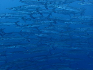 マレーシアｰシパダンのバラクーダの大群