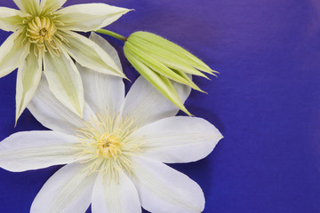 white clematis flowers on a blue background. seasonal floral scene