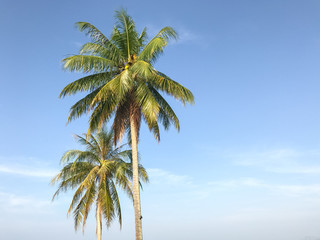 On the beach there is a light coconut tree in the midst of the earth