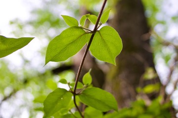 Green Leaves On A Vine