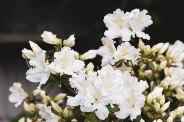 White Azalea flowers blooming in spring; close up of delicate white flowers