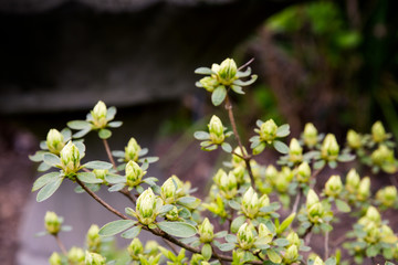 White Azalea buds about to open on a bush in spring; close up of delicate white azalea flower buds