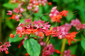 Dragon spit bead flower plant