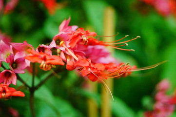 Dragon spit bead flower plant