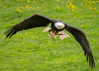 A Bald Eagle in Flight