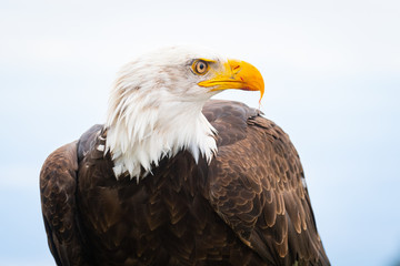 Closeup of a Bald Eagle Looking into the Distance