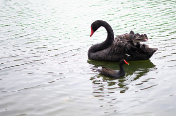 cisne  negro