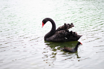 cisne  negro
