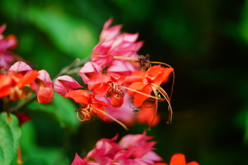 Dragon spit bead flower plant