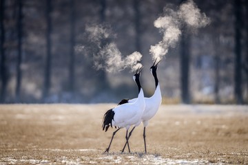 Selective focus shot of two red-crowned cranes breathing in a cold field in Kushiro, Hokkaido © Shirley Szeto/Wirestock