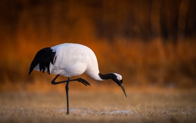 Closeup shot of a red-crowned crane pecking grass in a field in Kushiro, Hokkaido © Shirley Szeto/Wirestock