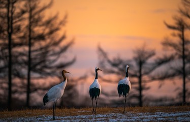 Selective shot of three red-crowned cranes in a field in Kushiro, Hokkaido © Shirley Szeto/Wirestock