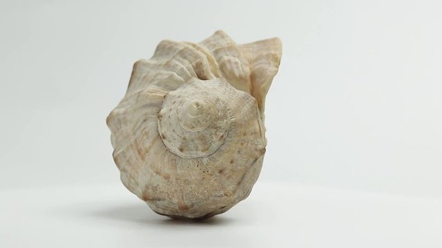 seashell. seashell spins slowly on a white background

