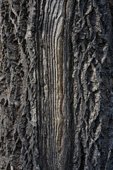 Old Wood Tree Texture Background Pattern.