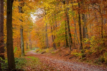 Pathway surrounded by trees covered in colorful leaves in a forest under the sunlight in autumn