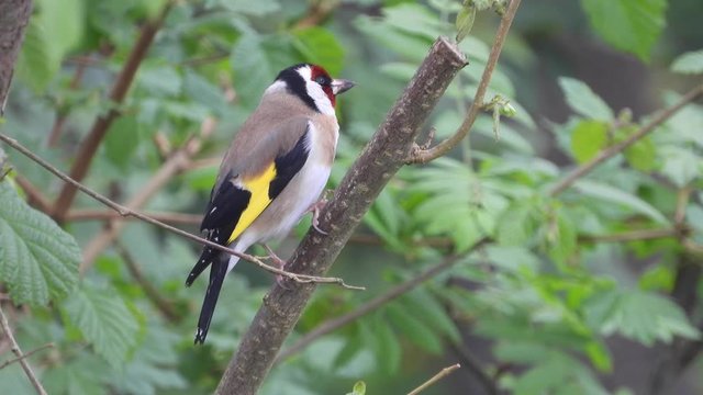 Stieglitz&nbsp;(Carduelis carduelis)