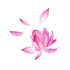 Obraz premium Set of watercolor vector botanical illustration Lotus flower pink. Symbol of India, yoga and meditation.