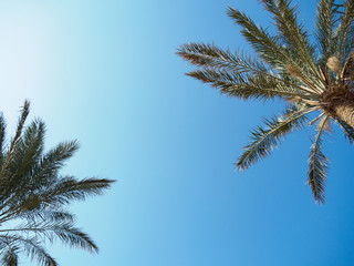 Two green thatch palms against background of clear blue sky, medium view. Egypt in february, nature background. Selective soft focus. Blurred background