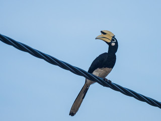 The Oriental Pied Hornbill (Anthracoceros albirostris) is basically a black-and-white bird: mostly black with a white belly and thighs, and white accents around the eye, on the wing tips and tail.