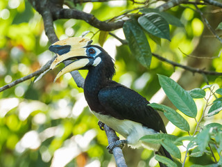 The Oriental Pied Hornbill (Anthracoceros albirostris) is basically a black-and-white bird: mostly black with a white belly and thighs, and white accents around the eye, on the wing tips and tail.