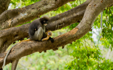 Mother sitting in tree holding orange baby dusky mountain in her lap