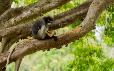 Mother sitting in tree holding orange baby dusky mountain in her lap