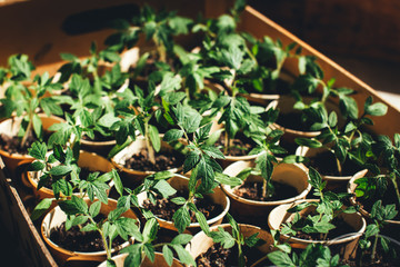 home seedling tomato garden young tomato plants growing out of soil