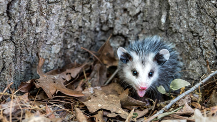 Baby opossum with pink nose standing in leaves in front of tree