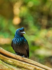 The Greater Racket-tailed Drongo (Dicrurus paradiseus) is a medium-sized Asian bird which is distinctive in having elongated outer tail feathers with webbing restricted to the tips.