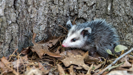 Baby opossum with pink nose standing in leaves in front of tree