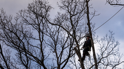 Worker with chainsaw  and helmet cutting down tree