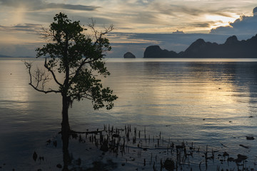 A tree growing out of water against the backdrop of mountains and sunset over the sea