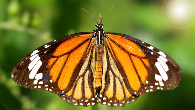 elegant orange monarch butterfly resting on a leaf wings wide open. macro photography of this gracious and fragile Lepidoptera in a tropical botanical garden in Chiang Mai, Thailand