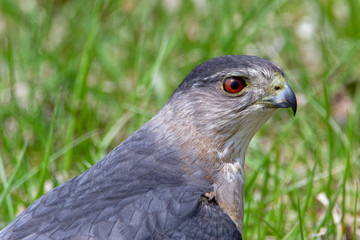 Coopers Hawk Close up on the ground.  Very lose.  Hawk hunting prey.