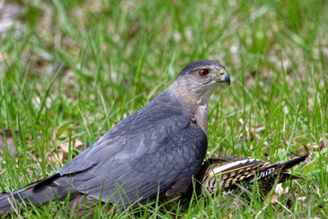 Coopers Hawk Close up on the ground.  Very lose.  Hawk hunting prey.