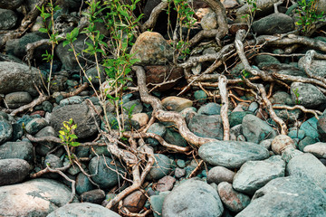 Small green sprouts of tree grows from roots. Nature sunny background of beautiful roots of deciduous tree on stony shore. Tree grows on of pile stones. Vitality plants. Snags on boulders in sunlight.