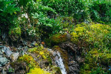 Obraz premium Scenic background with clear spring water stream among thick moss and lush vegetation. Mountain creek on mossy slope with fresh greenery and many small flowers. Colorful backdrop of rich alpine flora.