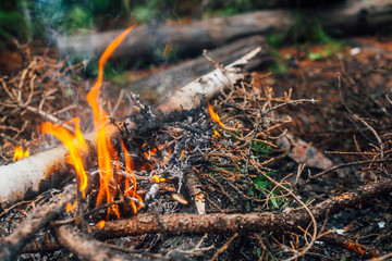 Burning branches and brushwood in fire close-up. Atmospheric warm background with orange flame of campfire and blue smoke. Beautiful full frame image of bonfire. Firewood burns in vivid flames.