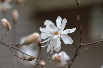 White Magnolia flowers in spring season.