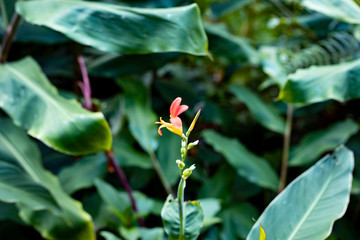 Obraz premium flower in the garden