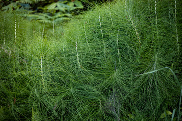 green grass in the wind