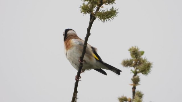 Stieglitz&nbsp;(Carduelis carduelis)