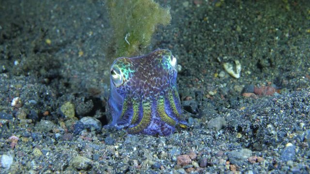 Berry's bobtail squid - Euprymna berryi swimming in open water close to the bottom. Underwater macro video 4k. Night diving in Tulamben, Bali, Indonesia.