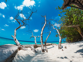 Lost in Paradise. Baumüberreste auf einer Insel der Malediven.