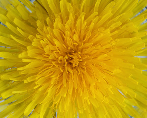 yellow dandelion close up