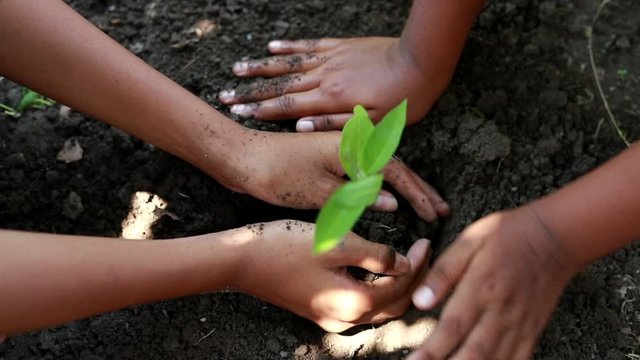 Slow motion group of hand child a planting new tree in the forest, Concept of people Save the earth, save the world, save planet, ecology concept