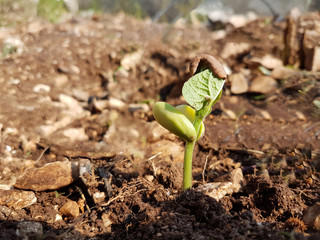 spring up plant newborn bean on fresh rocky soil