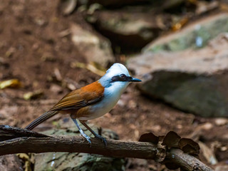 The White-crested Laughingthrush (Garrulax leucolophus) is named after its characteristic white hood and raised crest. It is also easily recognizable due to its broad and elongated black eye-mask.