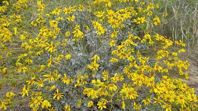 Encelia Farinosa, BrittleBush, native plant in the margins of Twentynine Palms, Southern Mojave Desert, Asteraceae, Springtime.